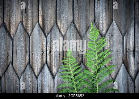 Grüne Farnblätter auf alten Holzhauswand Hintergrund. Natürliche Textur Stockfoto