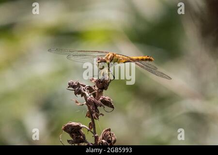 Gelbflügelige Rotkeilchen-Libelle (Sympetrum flaveolum) Sonnenbathes, die auf getrockneten Pflanzen ruhen Stockfoto