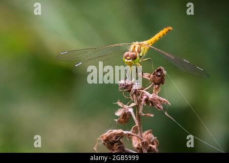 Gelbflügelige Rotkeilchen-Libelle (Sympetrum flaveolum) Sonnenbathes, die auf getrockneten Pflanzen ruhen Stockfoto