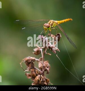 Gelbflügelige Rotkeilchen-Libelle (Sympetrum flaveolum) Sonnenbathes, die auf getrockneten Pflanzen ruhen Stockfoto