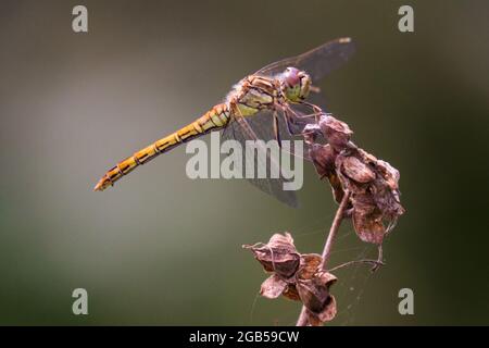 Gelbflügelige Rotkeilchen-Libelle (Sympetrum flaveolum) Sonnenbathes, die auf getrockneten Pflanzen ruhen Stockfoto