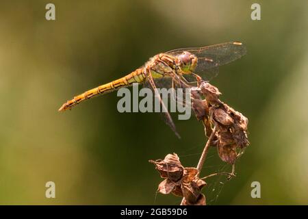 Gelbflügelige Rotkeilchen-Libelle (Sympetrum flaveolum) Sonnenbathes, die auf getrockneten Pflanzen ruhen Stockfoto