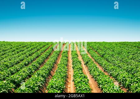 Landwirtschaftliche Feld mit geraden Reihen von Kartoffeln im Sommer. Kartoffeln anbauen. Blauer Himmel im Hintergrund Stockfoto