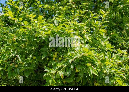 Apfelbaum mit unreifen und jungen grünen Äpfeln Stockfoto