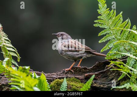 Dunnock / Heckenakzentuor (Prunella modularis / Motacilla modularis) auf Baumstamm im Wald Stockfoto