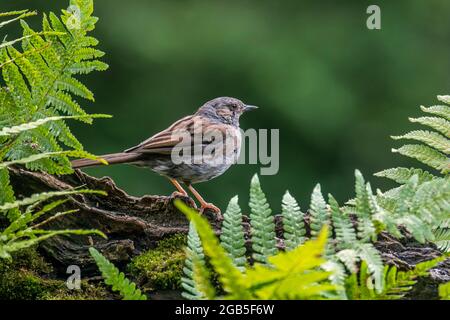 Dunnock / Heckenakzentuor (Prunella modularis / Motacilla modularis) auf Baumstamm im Wald Stockfoto