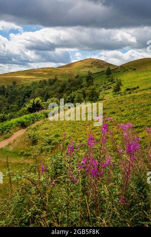 Rosebay Willowherb wächst auf den Malverns mit Worcestershire Beacon im Hintergrund, Worcestershire, England Stockfoto