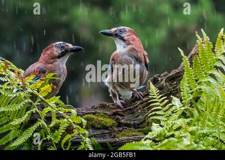 Zwei Eurasische eichelhäher / Europäischer eichelhäher (Garrulus glandarius / Corvus glandarius), die während des Regenguts auf einem Baumstamm mit Farnen im Wald thronten Stockfoto