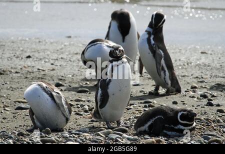 Magellanic Penguins auf Otway Sound Stockfoto