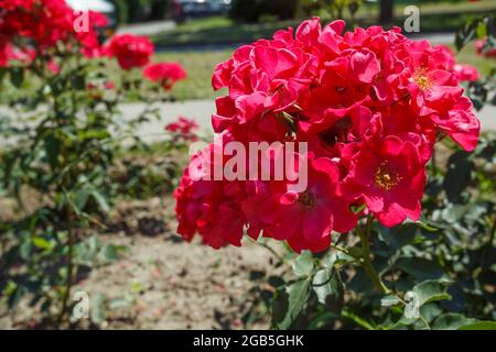 Büsche von schönen roten Rosen Stockfoto