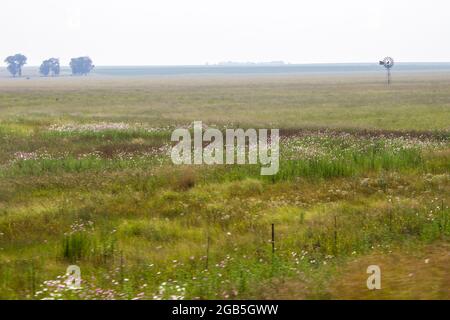 Ein Meddow, gefüllt mit den rosa und weißen kosmischen Blumen, Cosmos bipinnatus, auf einem Feld im Highveld von Südafrika Stockfoto