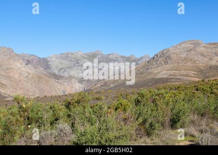 Mountain Fynbos und Proteas in den Riviersonderend Mountains oberhalb von McGregor, Westkap, Südafrika Stockfoto