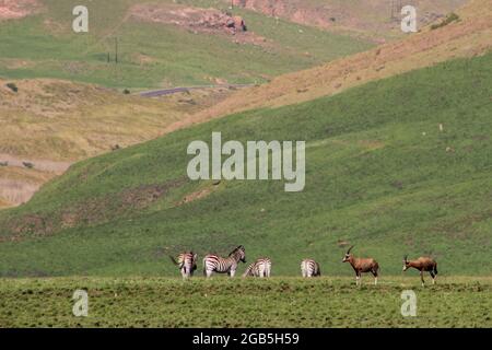 Eine kleine Herde von Plains Zebra, Quagga burchelli und Blesboks, grasen auf den afroalpinen Wiesen des Golden Gate Highlands National Park in der Stockfoto