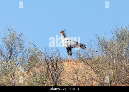 Secretarybird / Secretary Bird (Sagittarius serpentarius) steht auf der Skyline auf einer roten Düne, Kgalagadi Transfrontier Park, Kalahari, Nordkap Stockfoto