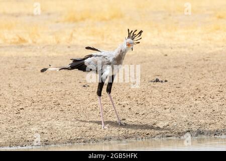 Secretarybird / Secretary Bird (Sagittarius serpentarius) steht am Wasserloch Kalahari, Nordkap, Südafrika. Diese Vogelart hat nur Biene Stockfoto