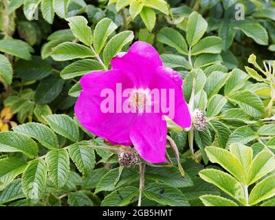 Beach Rose, auch bekannt als Saltspray Rose, Letchberry oder Potato Rose, Rosa Rugosa, eine winterharte Rose, die oft an der Küste in Großbritannien wächst Stockfoto