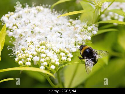 Biene auf Blüte; Bumblebee aka Bumble Bee, Gattung Bombus, der Nektar auf einer japanischen Spirea-Blüte sammelt, Großbritannien Stockfoto