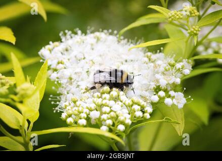 Biene auf Blüte; Bumblebee aka Bumble Bee, Gattung Bombus, der Nektar auf einer japanischen Spirea-Blüte sammelt, Großbritannien Stockfoto