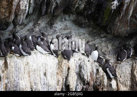 Colonies of Common Guillemot, Uria Aalge, auf den Klippen von RSPB South Stack, Anglesey, Wales Großbritannien Stockfoto