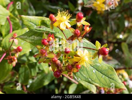 Blumen und frühe Beeren von tutsan, aka Shrubby St Johns Wort oder Sweet Amber, Hypericum androsaemum, die in einem Garten in Großbritannien wachsen Stockfoto