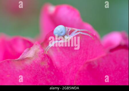 Nahaufnahme einer kleinen weißen Spinne, die auf den violetten Rosenblättern sitzt. Stockfoto