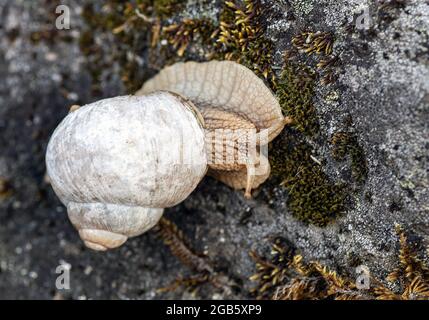 Römische Schnecke (Helix pomatia) auch als Burgunder Schnecke oder Escargot bekannt Stockfoto