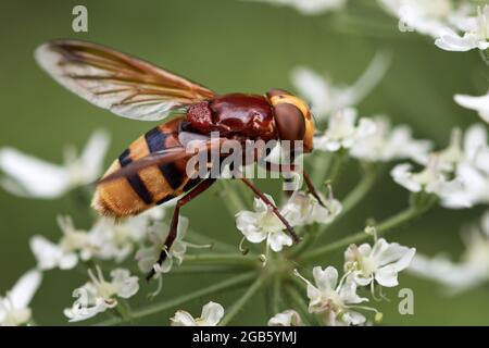 Makroaufnahme einer Hornet-Mimik-Schwebfliege (Volucella zonaria), die auf den Blüten einer weißen Wildblume ruht. Stockfoto