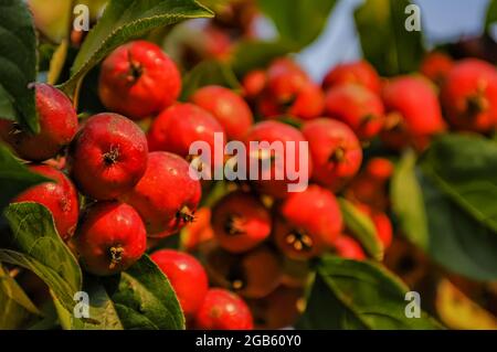 Reiche Ernte der roten Ranetki. Stockfoto