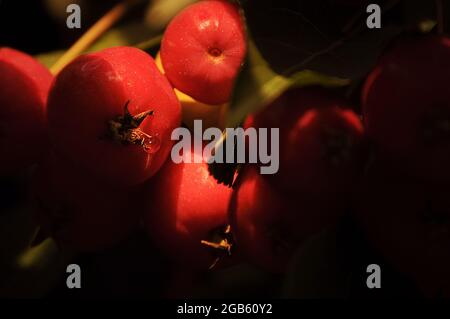 Reiche Ernte der roten Ranetki. Stockfoto