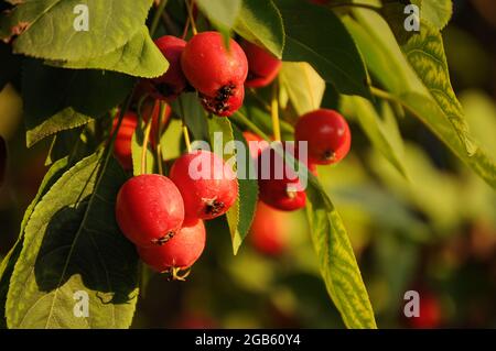 Reiche Ernte der roten Ranetki. Stockfoto