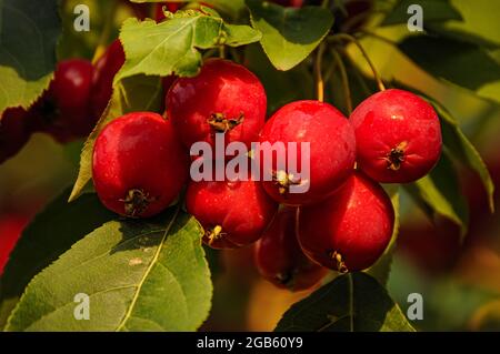 Reiche Ernte der roten Ranetki. Stockfoto