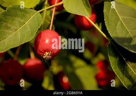 Reiche Ernte der roten Ranetki. Stockfoto