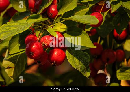 Reiche Ernte der roten Ranetki. Stockfoto