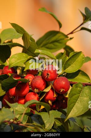 Reiche Ernte der roten Ranetki. Stockfoto