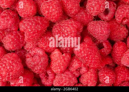 Roter Himbeerhintergrund. Draufsicht, Overhead Stockfoto