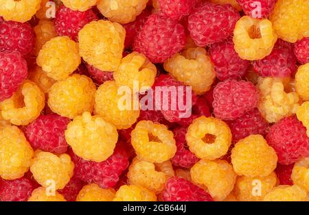 Gelbe und rote Himbeeren Hintergrund. Direkt darüber. Stockfoto