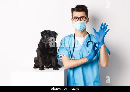 Handsome Tierarzt Arzt in der Tierarztklinik setzen auf Handschuhe und medizinische Maske, Prüfung niedlichen kleinen Hund Mops, weißer Hintergrund Stockfoto