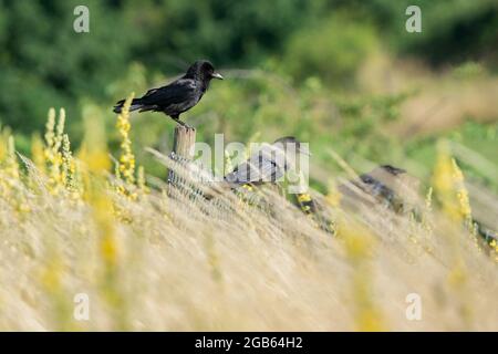 Eine Krähe mit einem flauschigen Kopf sitzt auf einem Zaunpfosten in einer Reihe mit anderen Krähen. Stockfoto