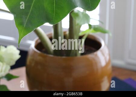 Nahaufnahme der grünen Alocasia-Pflanze in senffarbenem Steinguttopf Stockfoto