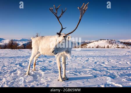 Rentiere in der mongolischen Taiga im Winter, beleuchtet durch das warme Licht der aufgehenden Sonne., ZUSÄTZLICHE-RIGHTS-CLEARANCE-INFO-NOT-AVAILABLE Stockfoto