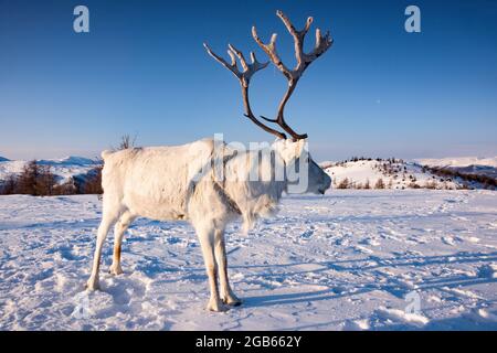 Rentiere in der mongolischen Taiga im Winter, beleuchtet durch das warme Licht der aufgehenden Sonne., ZUSÄTZLICHE-RIGHTS-CLEARANCE-INFO-NOT-AVAILABLE Stockfoto