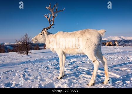 Rentiere in der mongolischen Taiga im Winter, beleuchtet durch das warme Licht der aufgehenden Sonne., ZUSÄTZLICHE-RIGHTS-CLEARANCE-INFO-NOT-AVAILABLE Stockfoto