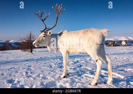 Rentiere in der mongolischen Taiga im Winter, beleuchtet durch das warme Licht der aufgehenden Sonne., ZUSÄTZLICHE-RIGHTS-CLEARANCE-INFO-NOT-AVAILABLE Stockfoto