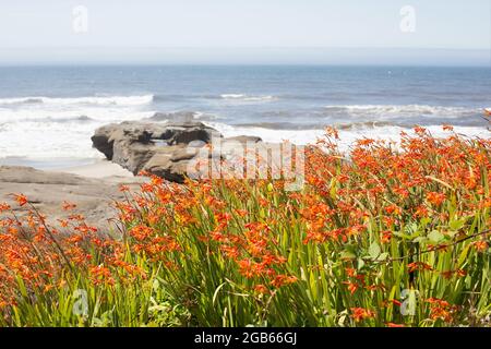 Montbretia - Crocosmia × crocosmiiflora - wächst entlang der Küste in Yachats, Oregon. Stockfoto