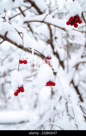 Ein Haufen roter Bergasche mit einer Schneekappe. In einem verschwommenen Winterwald im Hintergrund. Stockfoto