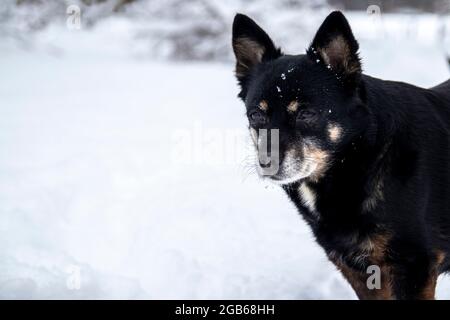 Porträt eines Hundes.schöner schwarzer Hund im Winter im Schnee. Stockfoto