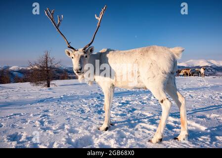 Rentiere in der mongolischen Taiga im Winter, beleuchtet durch das warme Licht der aufgehenden Sonne., ZUSÄTZLICHE-RIGHTS-CLEARANCE-INFO-NOT-AVAILABLE Stockfoto