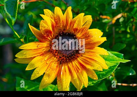 Isolierte rote Sonnenblume (helianthus) Kopf auf einem verschwommenen grünen Hintergrund nach einer morgendlichen Dusche -01 Stockfoto