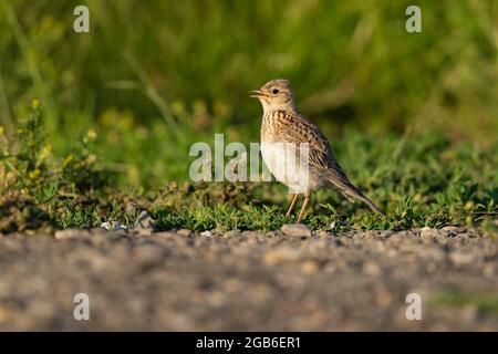 Skylark-Alauda arvensis im Lied. Stockfoto