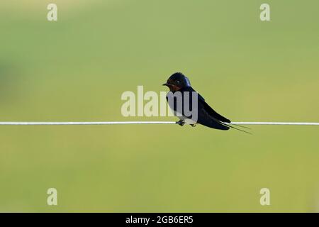 Swallow-Hirundo rustica steht auf Stacheldraht. Stockfoto